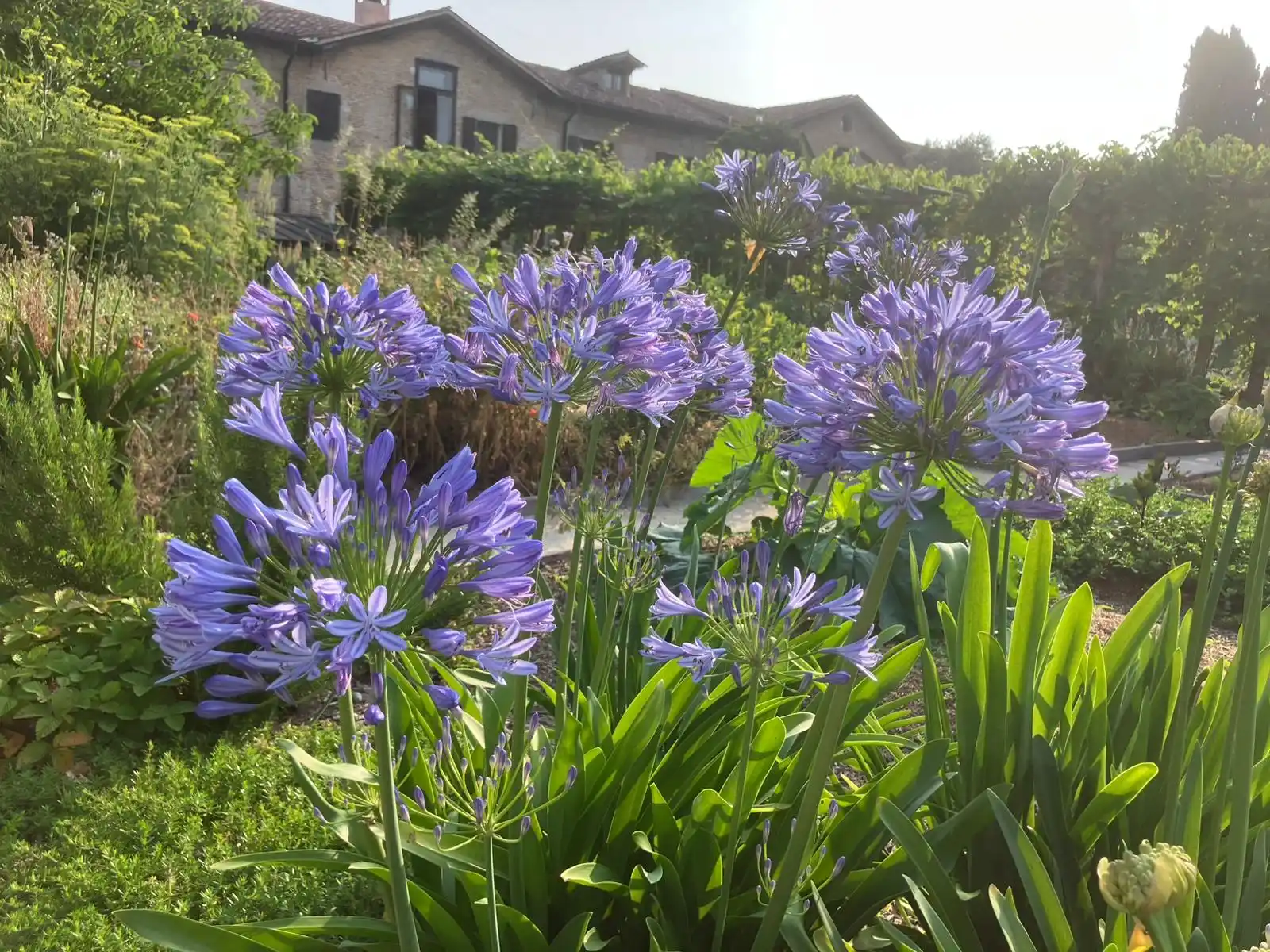 Communio Biblica podcast  post