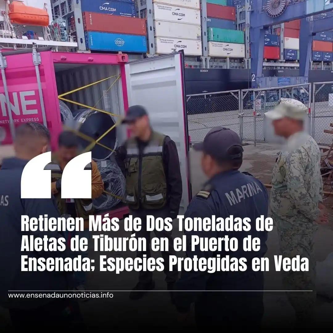 Image from E1Noticias: 🦈🚫 Golpe a la pesca ilegal en Ensenada: Marina y PROFEPA retuvieron ...