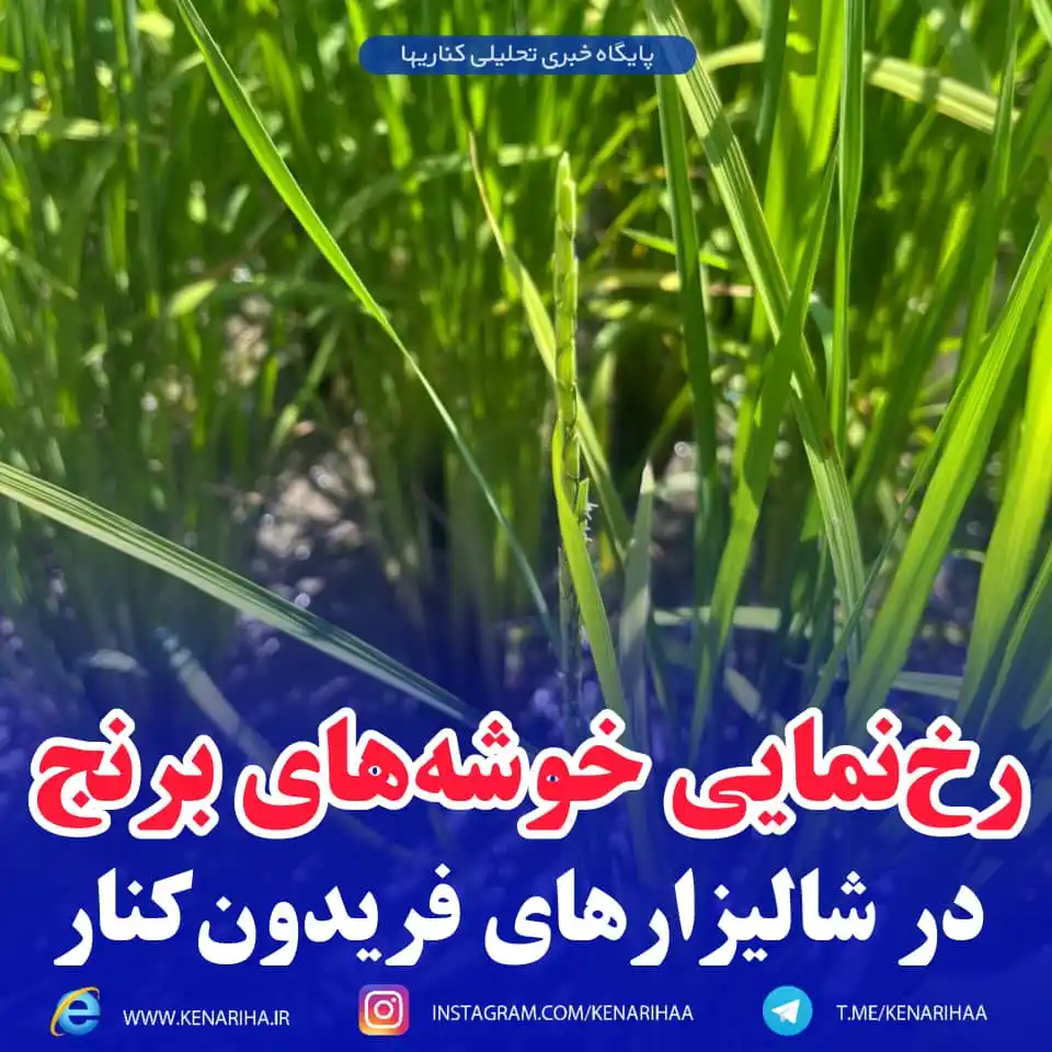 Image from پایگاه خبری کناریها: رخنمایی خوشههای برنج در شالیزارهای فریدونکنار پنجشنبه، ۲۲ خرداد ۱...