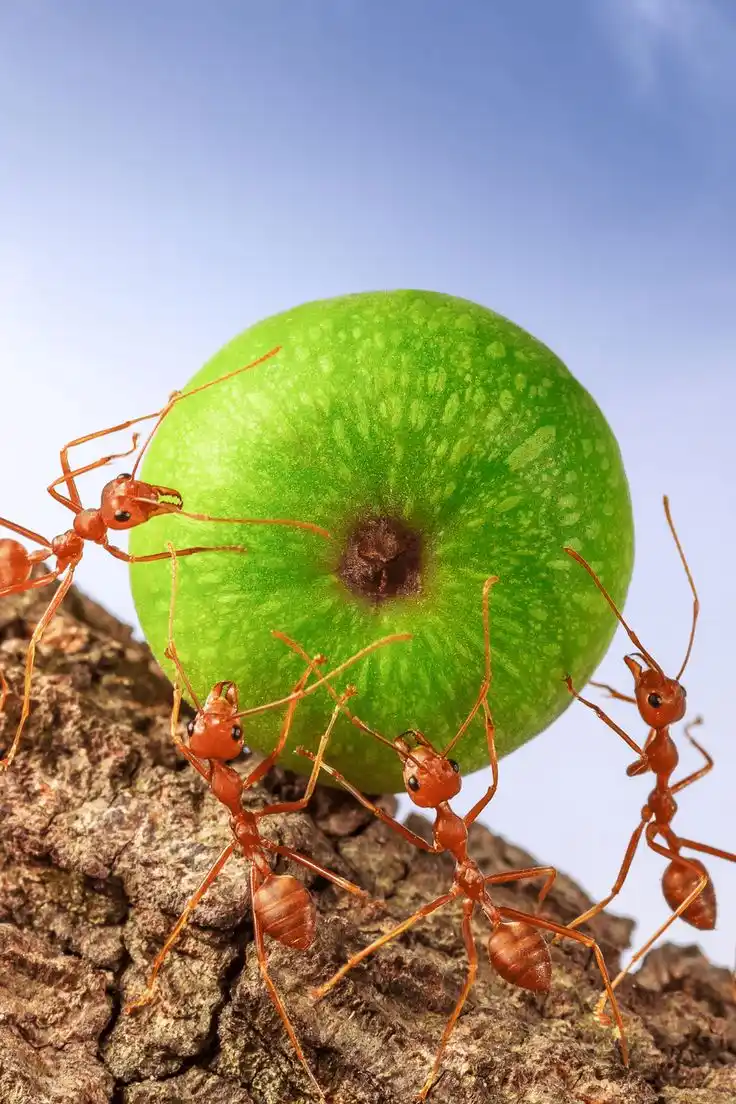 Image from iMaDe FARMs: *13 FACTS ABOUT ANTS! 👇😍*  1. Ants do not have lungs....  2. Ants do...