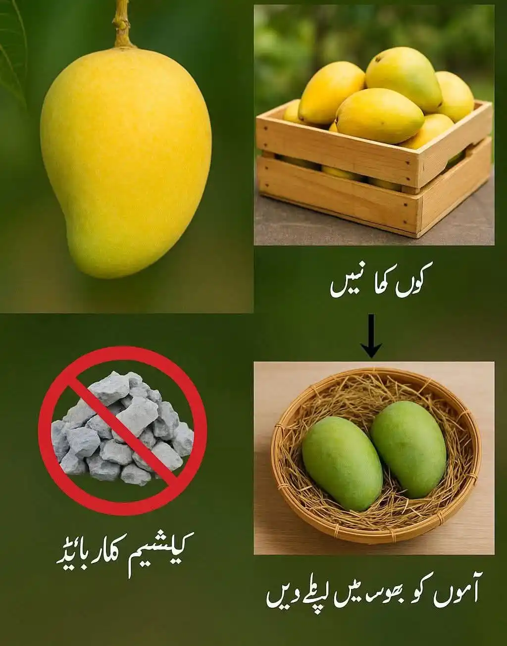 Image from سرِ بندگی: آم درخت سے کچا توڑا جاتا ہے۔ پھر اسے کریٹ پیٹی وغیرہ میں بند کرکے اندر...