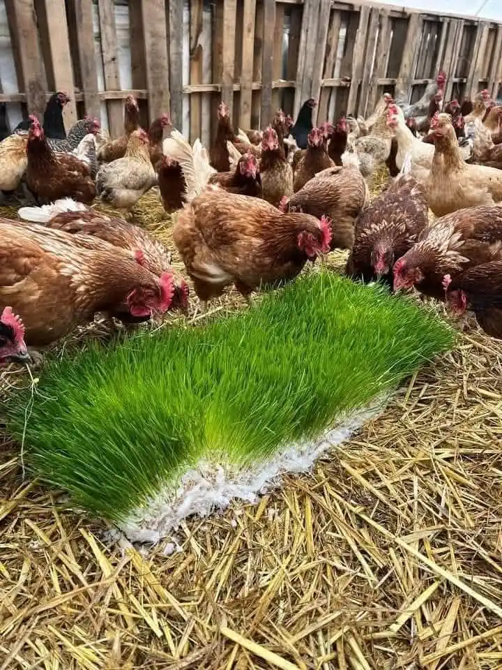 Image from iMaDe FARMs: *Are You A Poultry Or A Livestock Farmer?* 🌱🐓🐃🐄🦃🌾🦆🐇🐐🐑🐫🌿 ...