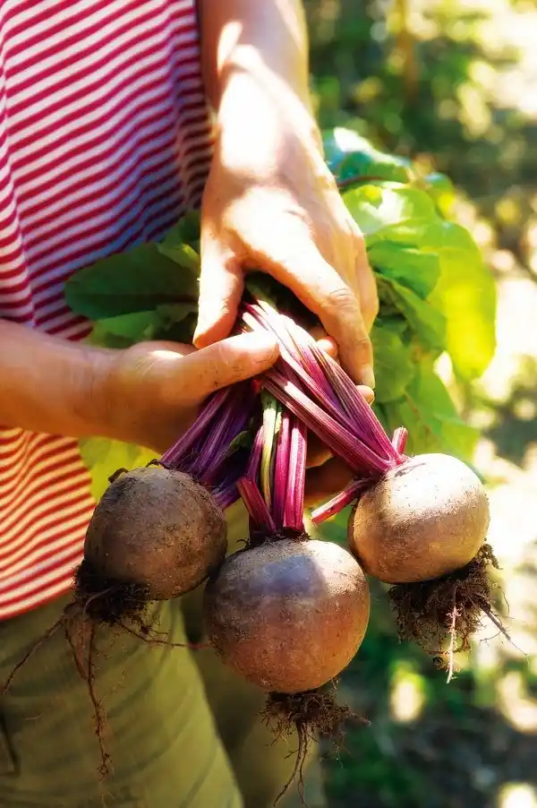 Image from iMaDe FARMs: BEETROOT FARMING TIPS FOR BEGINNERS! 🌱🔴🌱🔴🌱🔴🌱🔴🌱🔴🌱🔴🌱🔴 Wan...