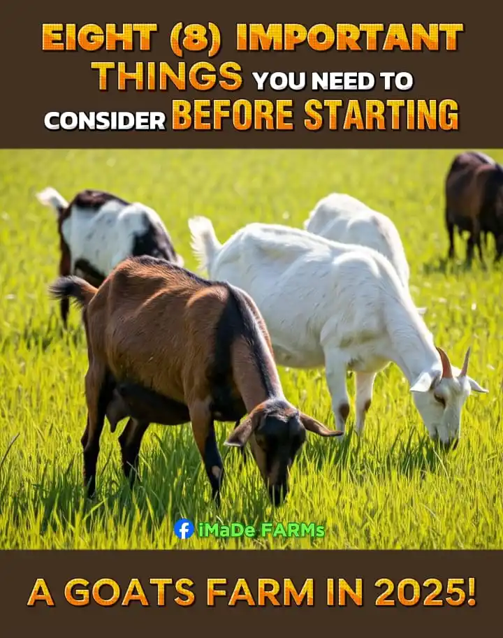 Image from iMaDe FARMs: *EIGHT (8) IMPORTANT THINGS YOU NEED TO CONSIDER BEFORE STARTING A GOA...
