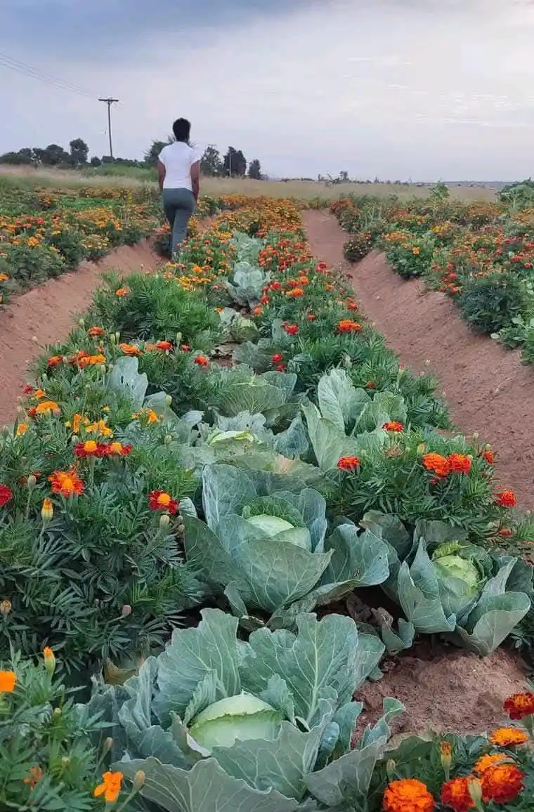 Image from iMaDe FARMs: *INTERCROPPING VEGETABLES WITH MEXICAN MARIGOLD (TAGETES ERECTA)* Th...
