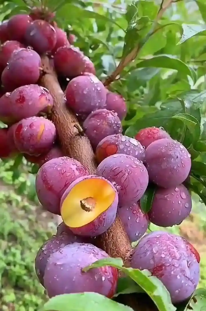 iMaDe FARMs post
