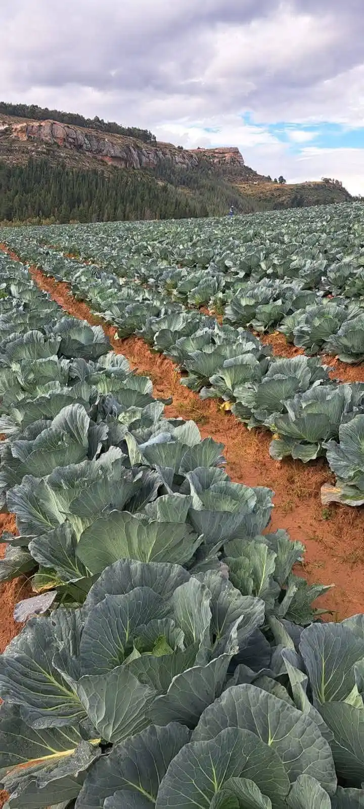 iMaDe FARMs post