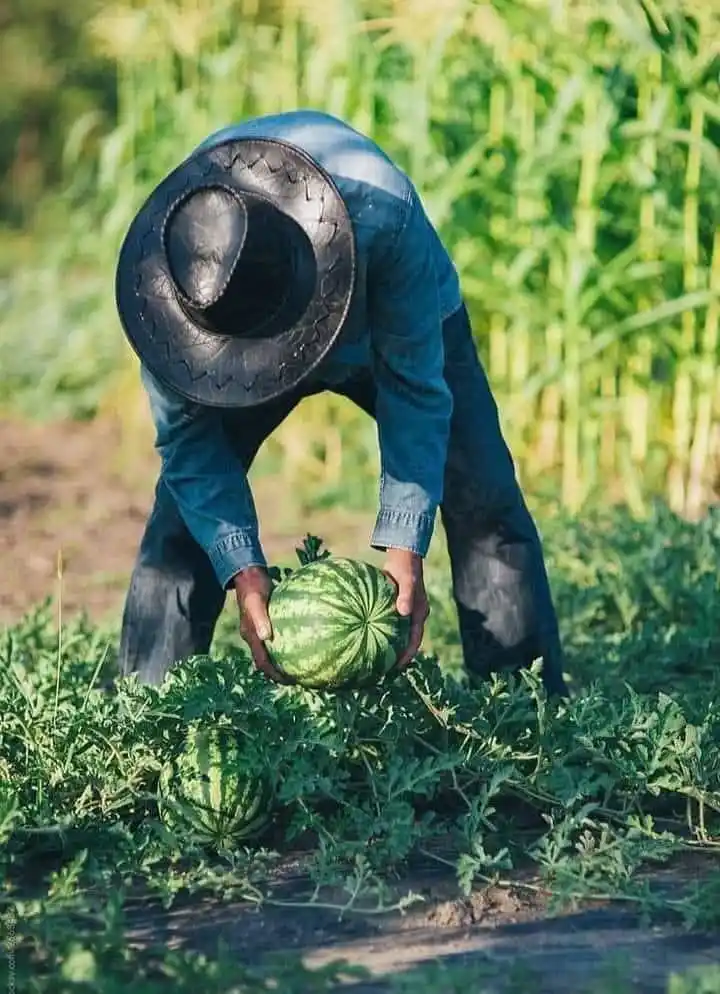 Image from iMaDe FARMs: *TIPS ON HOW TO GROW WATERMELON SUCCESSFULLY!* 👇😍🌱🍉 1. *Choose a ...