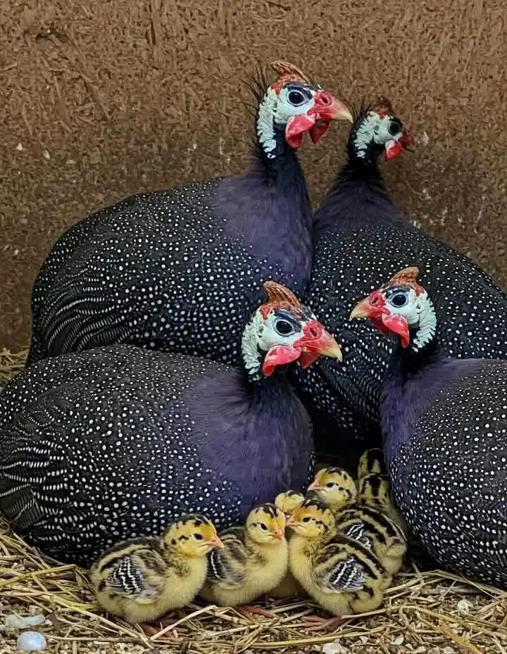 Image from iMaDe FARMs: *TIPS YOU NEED TO KNOW BEFORE YOU START GUINEA FOWLS FARMING!👇😍* G...