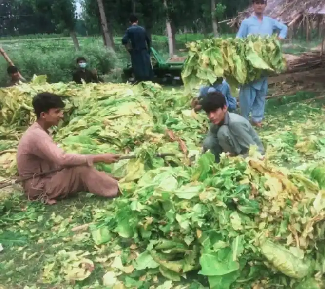 Image from Azadi Digital: تمام تمباکو کا شتکاران سے درخواست ہے کہ جل از جل اپنے تمباکو گوداموں ...