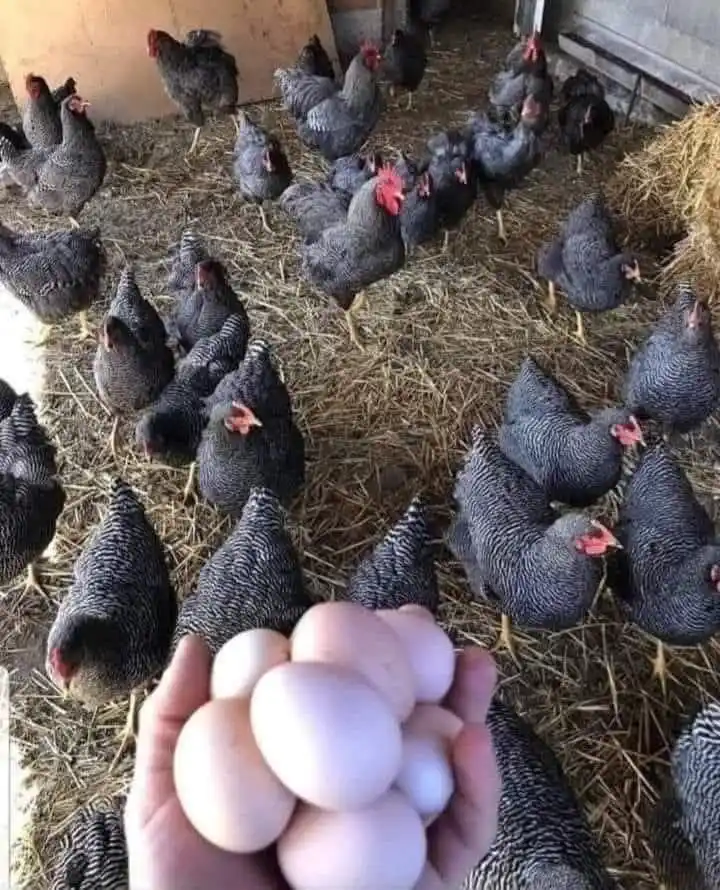 Image from iMaDe FARMs: *Why Some Poultry Chicken Farmers Fail:* Poultry chicken farming is ...