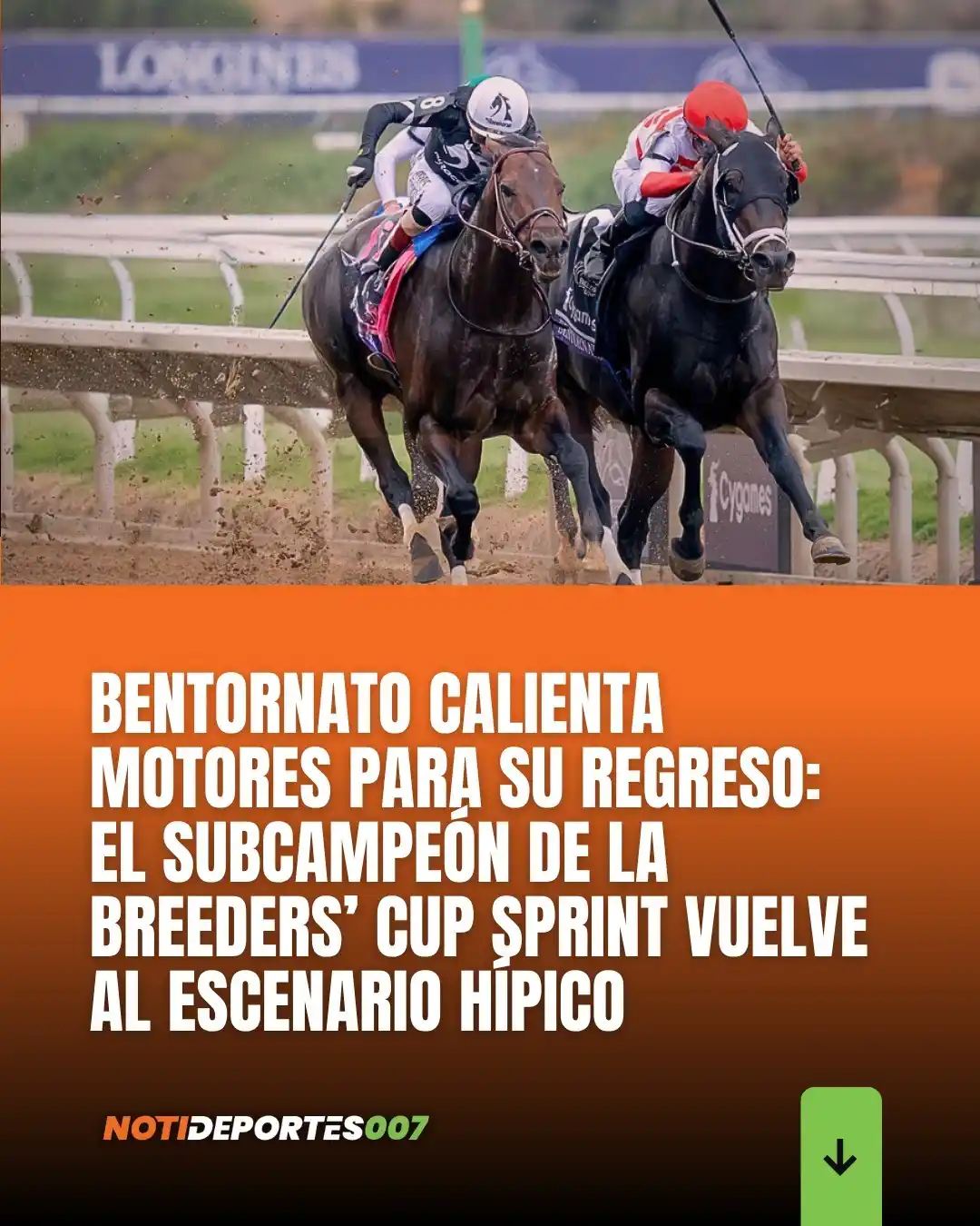 Image from BetsAmerica007: El imponente Bentornato, uno de los ejemplares más destacados de la ge...