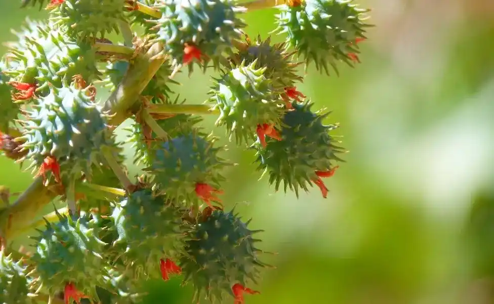 Image from ac24horas.com: *Governo libera zoneamento climático para cultivo da mamona no Acre* ...