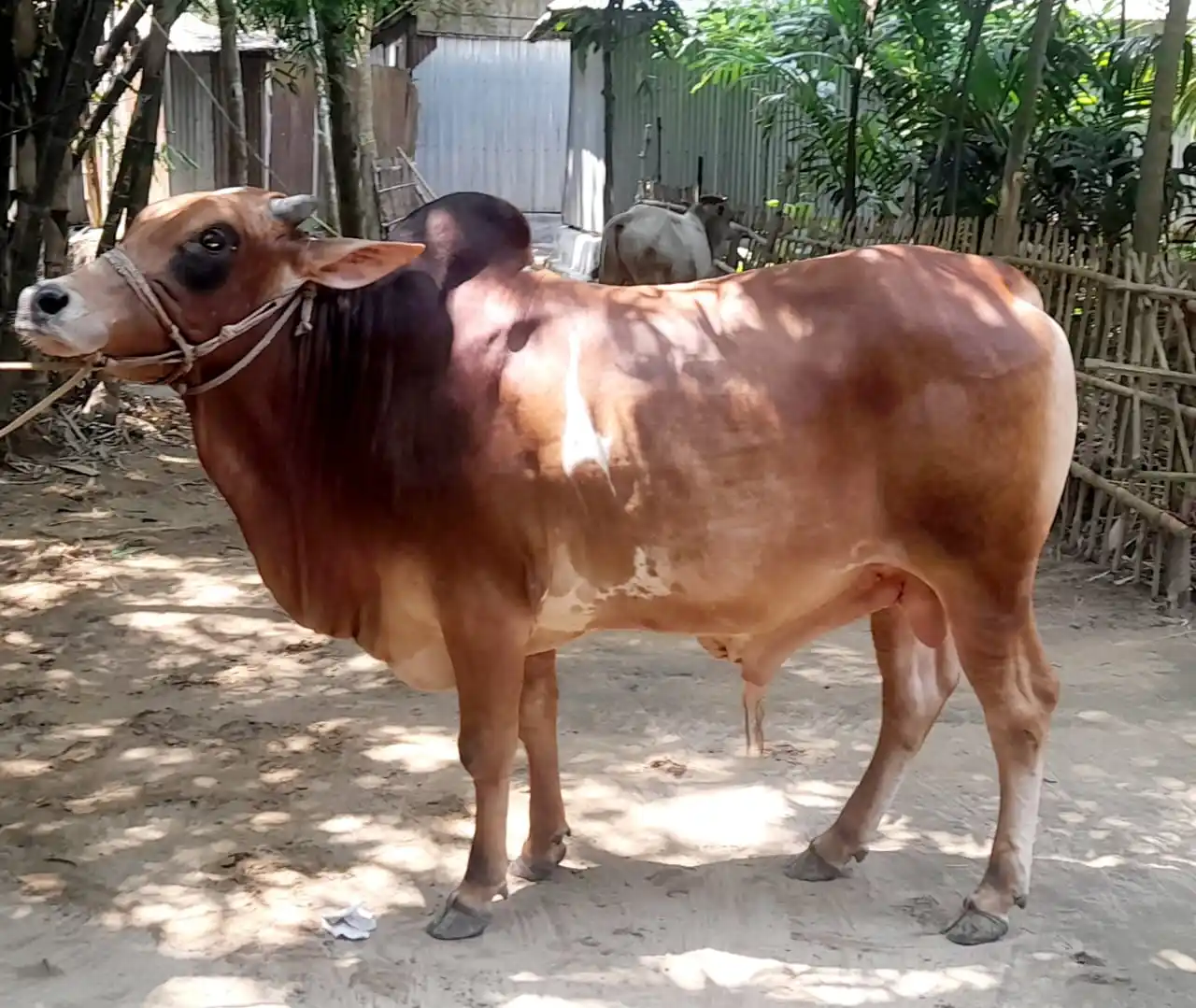 Image from মুমিন মুসলমান Mumin Musolman: মনের পশুরে করো জবাই, পশুরাও বাঁচে, বাঁচে সবাই। কশাই-এর আবার কোরবানি! -...