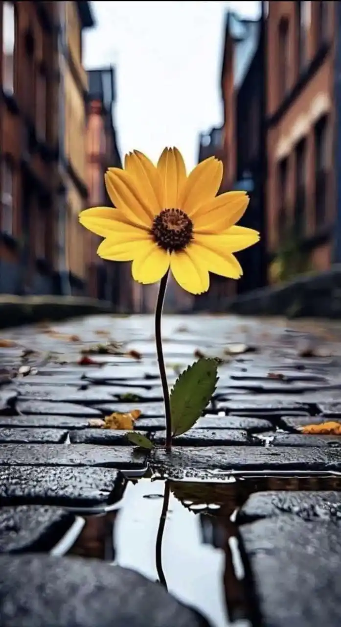 Mezarlık Çiçeği post