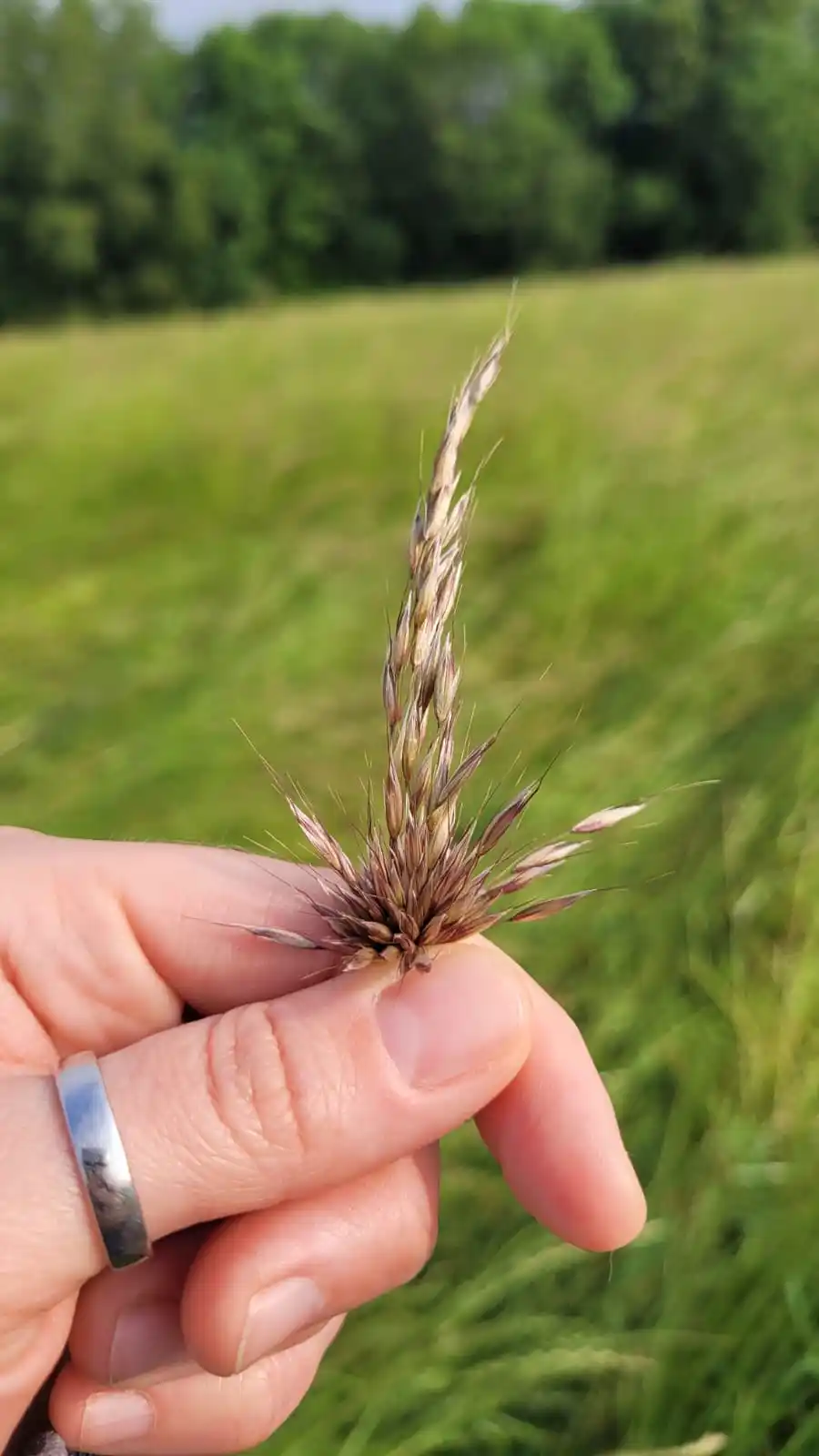 HarmonieReise der UrElemente by Kristina Gau Hiltbrunner post