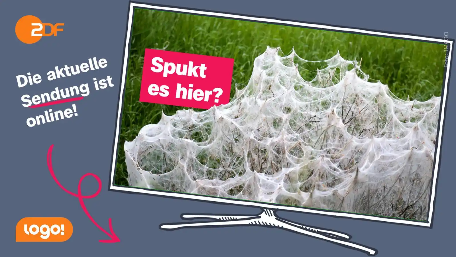 Image from ZDF logo!: 🐢 Guten Morgen! Heute am *Weltschildkrötentag* stellt sich die Frage:...