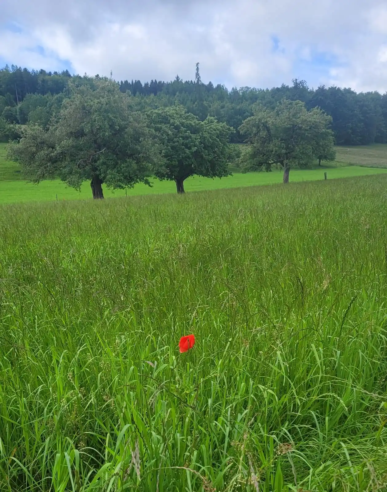 HarmonieReise der UrElemente by Kristina Gau Hiltbrunner post