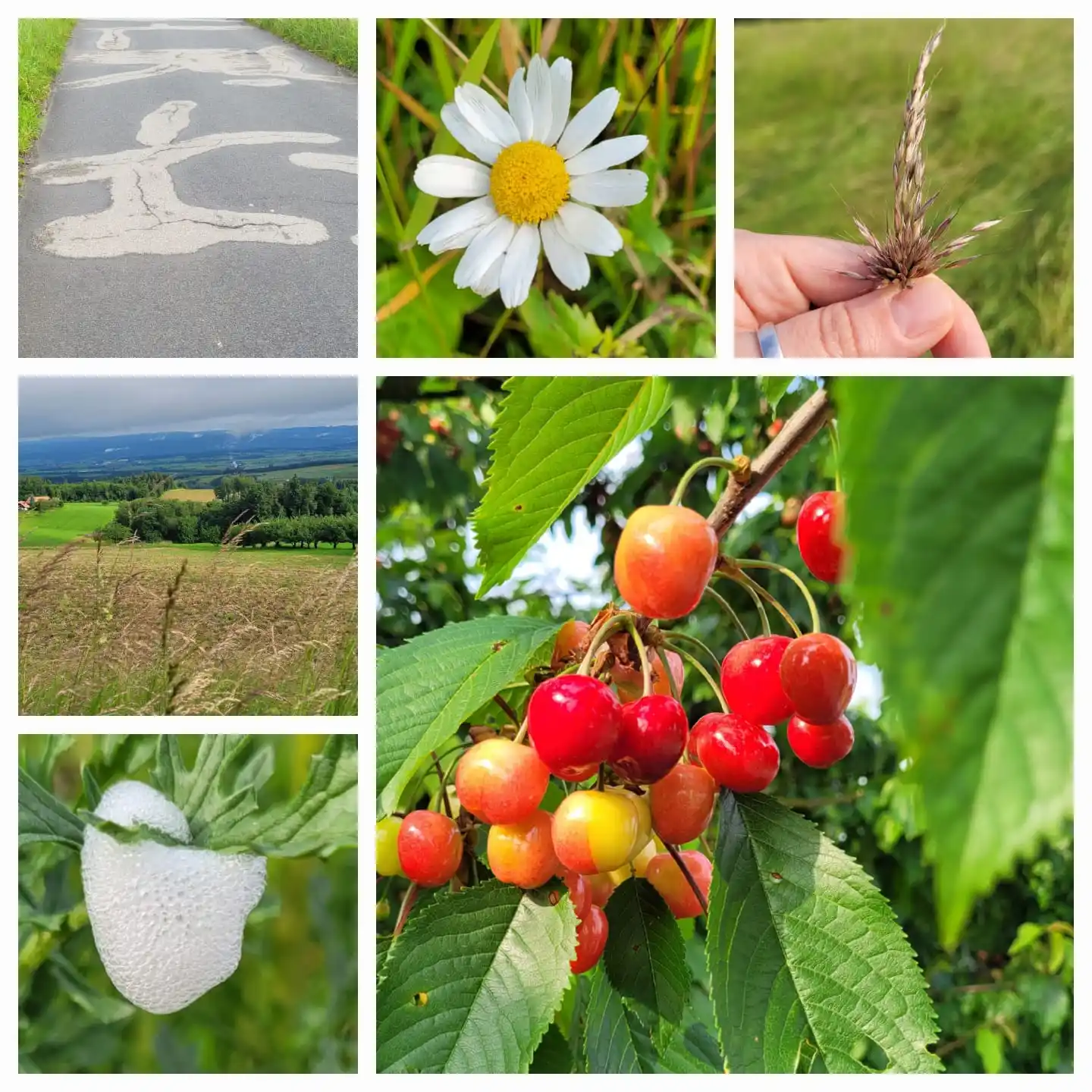 HarmonieReise der UrElemente by Kristina Gau Hiltbrunner post