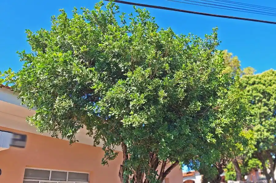 Image from 📲 Guia Limeira - Informações da nossa cidade: Estado recomenda que população substitua murtas por espécies nativas; ...