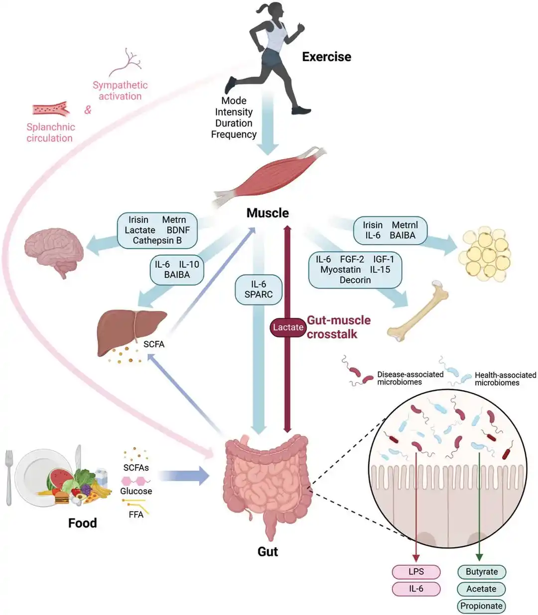 Image from Sports-Exercise Medicine & Sciences: Lifestyle & Performance Medicine, Dept. of Physiology, IMS, BHU: 'Exercise, the Gut Microbiome and Gastrointestinal Diseases: Therapeut...