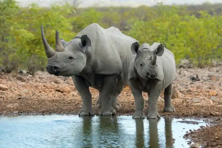 Image from The Daily News Zimbabwe: THE Gonarezhou Conservation Trust has made a move to put back white rh...