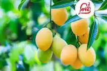 Image from LOVE SQUARE ♥️: Did you know mango is called the "king of fruits" for a reason? 🥭 👉...