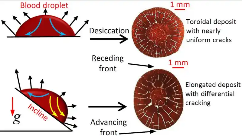 Image from Research Matters: *Ever wondered how blood stains tell a story?* Researchers at IIT Bo...