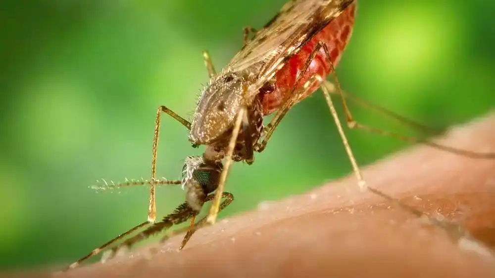 Image from VRT NWS: Net als pianist Jef Neve lopen jaarlijks ongeveer 450 Belgen malaria o...