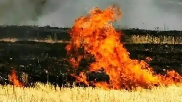 Image from بابل شهر بهارنارنج: «کاهوکلش» گنجینهای از ارزشهای زمین که نباید سوزانده شود! مومنی رئی...