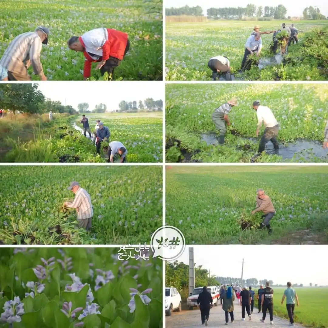Image from بابل شهر بهارنارنج: شیطان بنفش از بابل رانده شد   🔹صبحگاه امروز مهندس میرتبار ،فرماندار و...