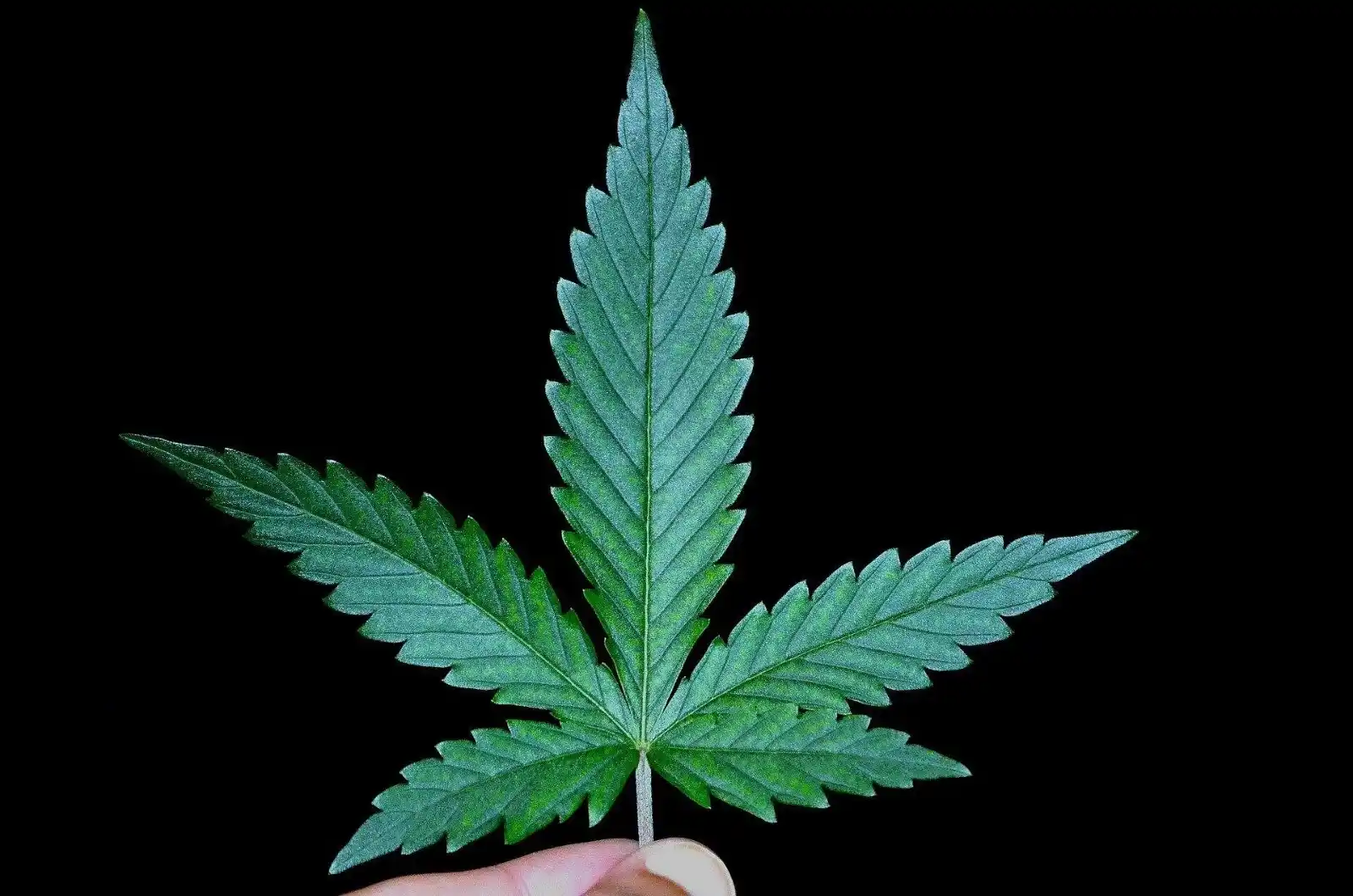 Image from NW Höxter: ➡️ *Cannabis-Anbauverein im Kreis Höxter?:* Bürokratie bremst Gründung...