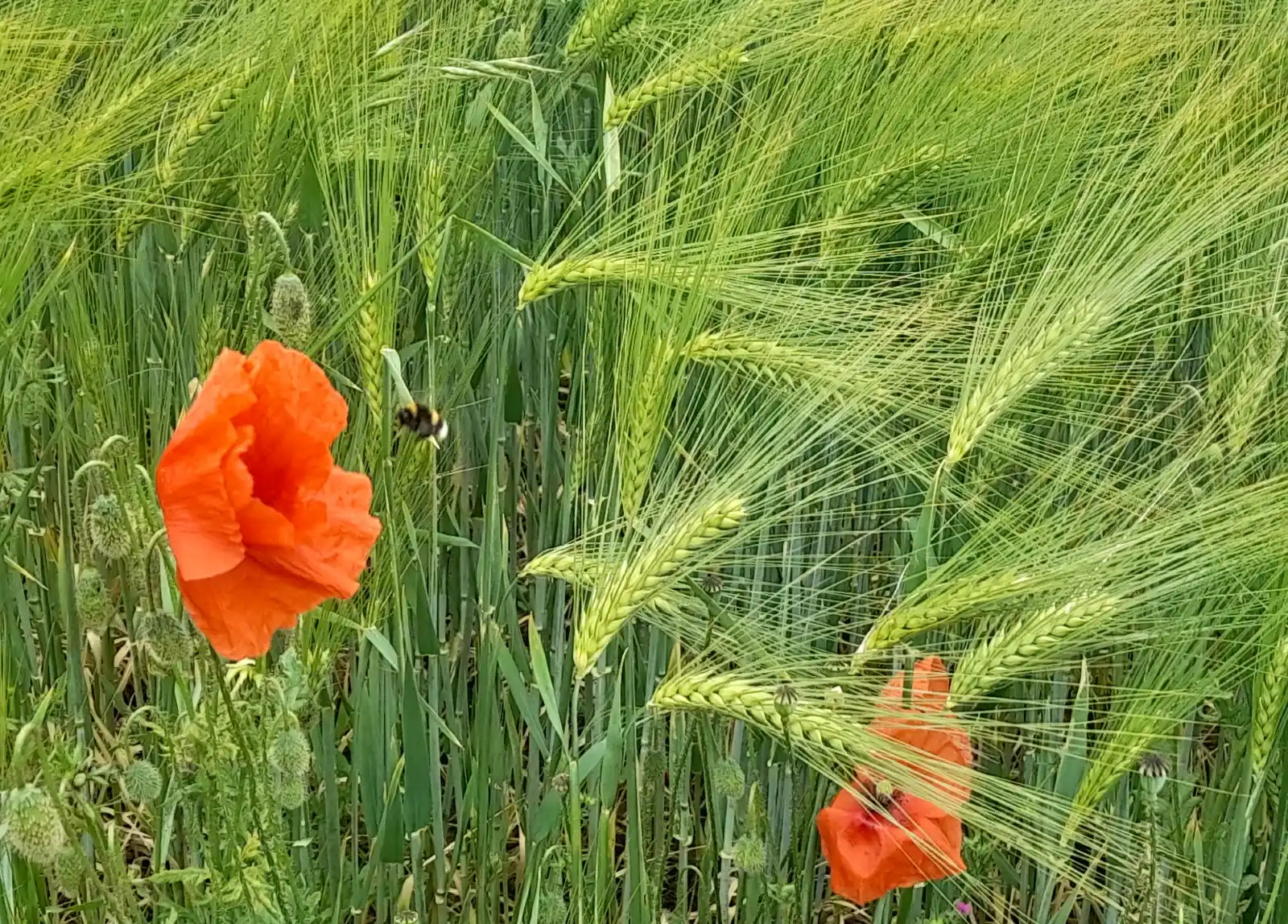 Image from NW Höxter: ➡️ *Ernte im Kreis Höxter:* Landwirte hoffen auf gutes Wetter für eine...