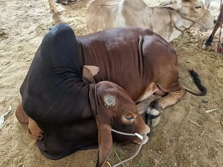 Image from Karachi Urdu News: *کیا عوام نے ناردرن بائی پاس مویشی منڈی کا بائیکاٹ کردیا؟ کے ایم سی نے...
