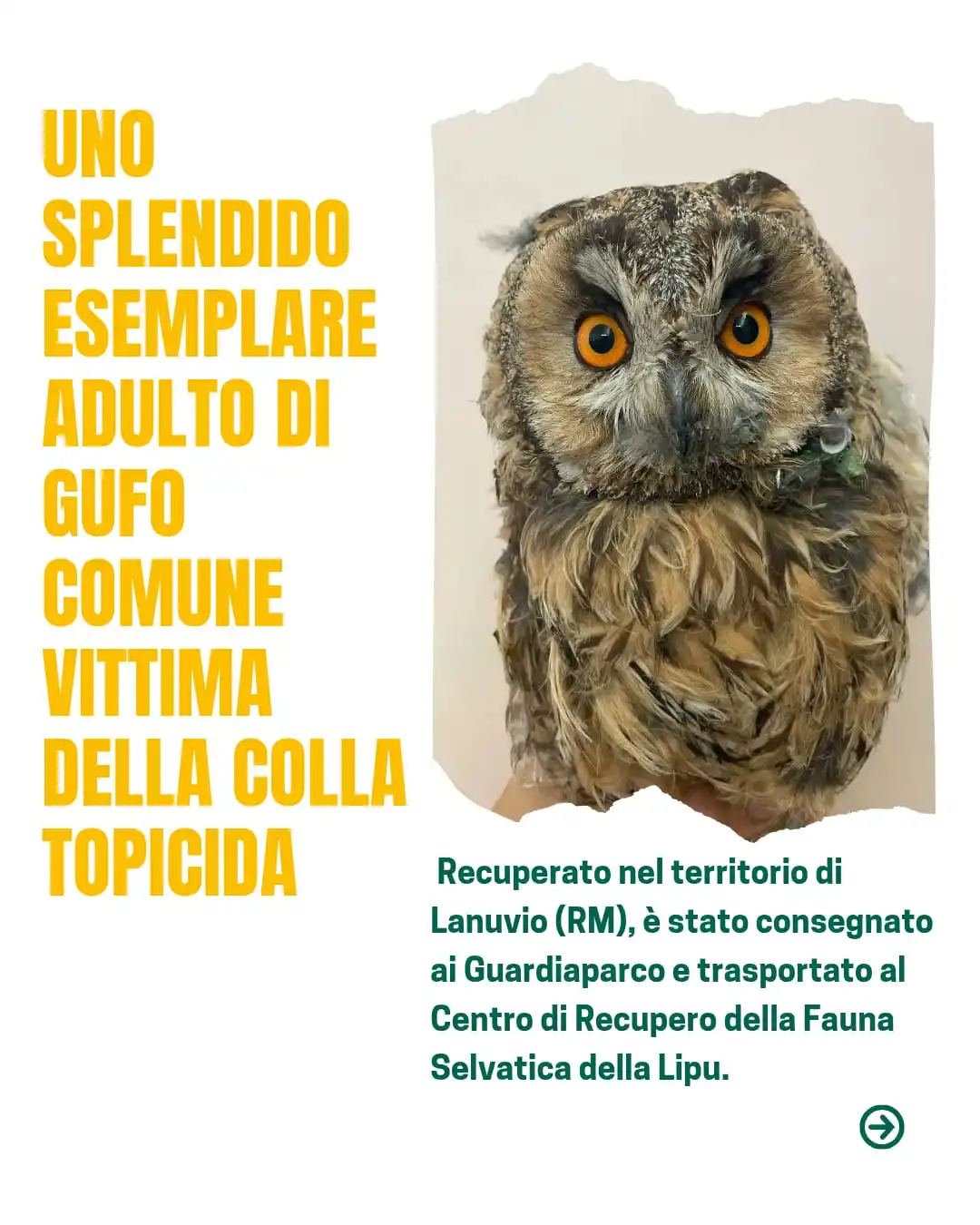 Image from Parco dei Castelli Romani: ⚠️ *La colla topicida rappresenta una minaccia* anche per i piccoli pa...