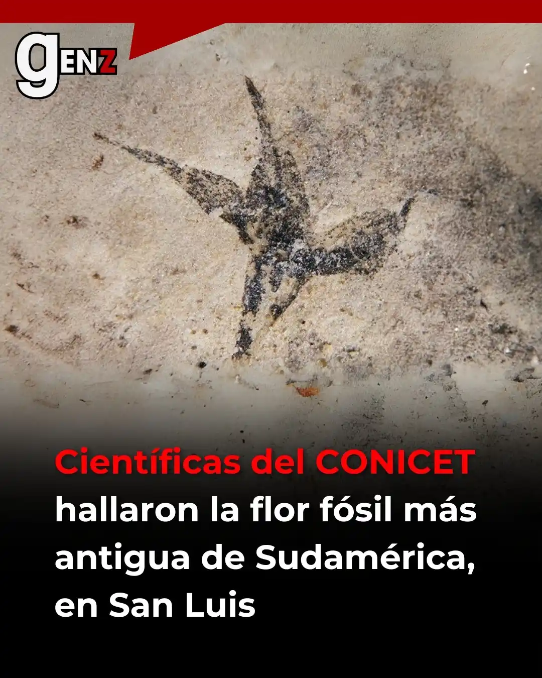 Image from Gen Z noticias: 😯 Científicas del CONICET hallaron en San Luis la flor fósil más ant...
