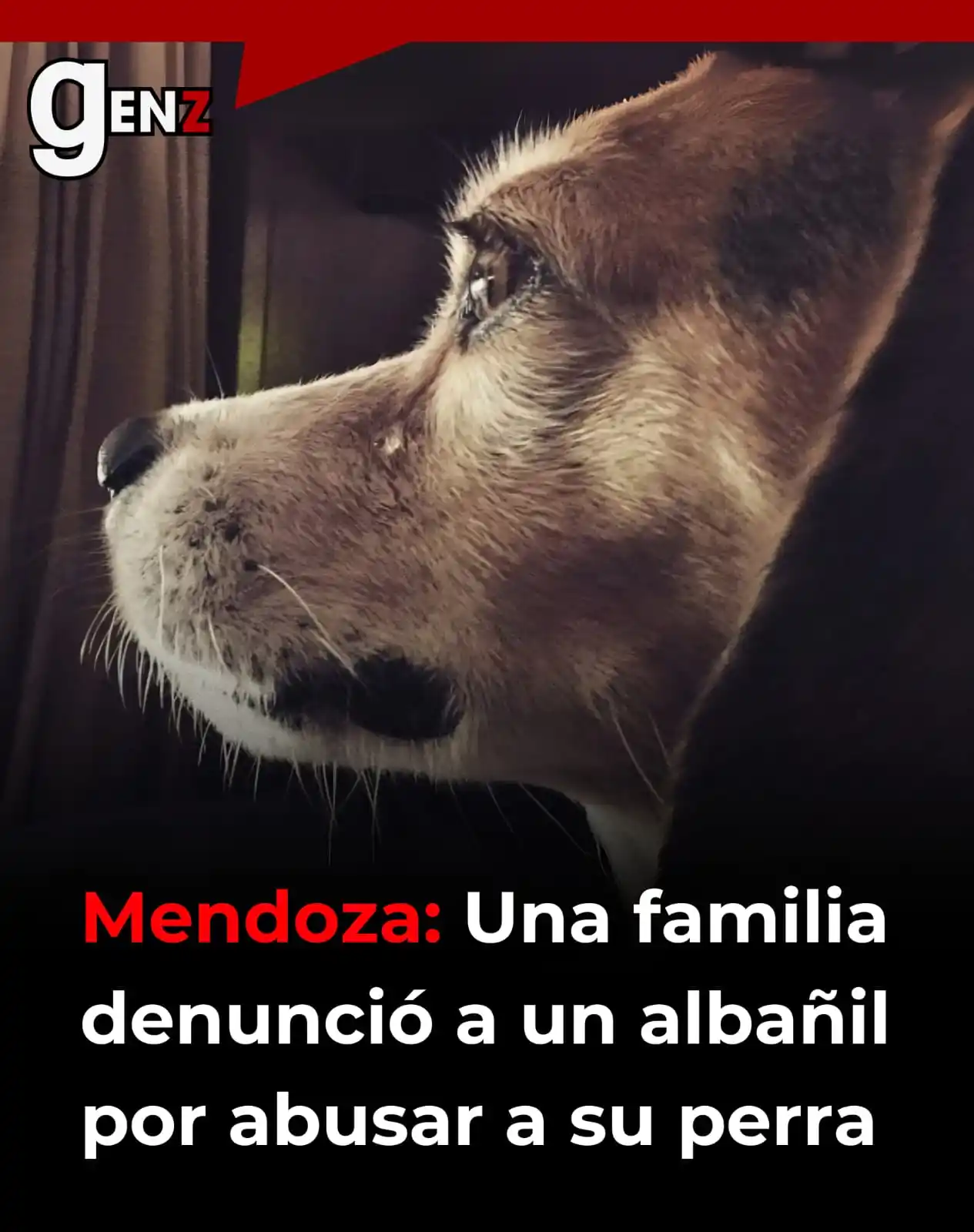 Image from Gen Z noticias: 🚨 En Mendoza, una familia de Dalvian realizó una denuncia por maltrat...