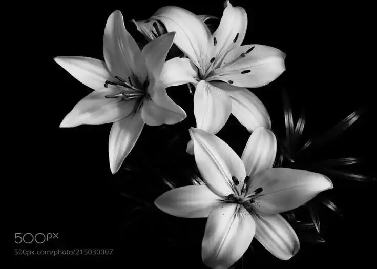 ᯓᡣ𐭩 🎶  𝑺ociety 𝑶f 𝑷oets . . .  〣 post