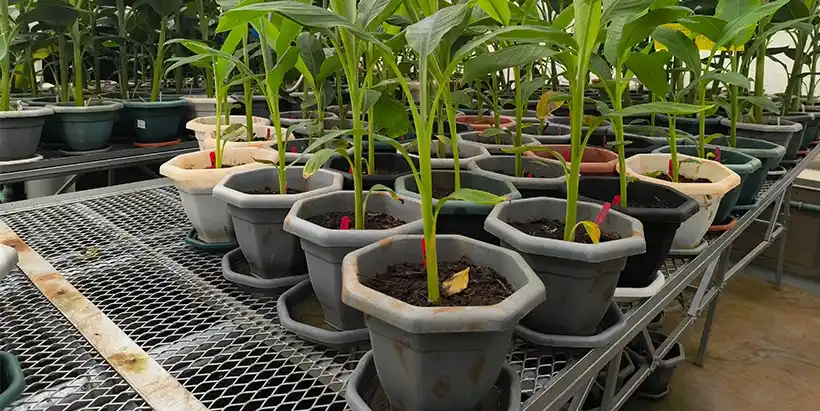 Image from IITA: *IITA scientists achieve gene editing breakthrough for Banana Wilt Res...