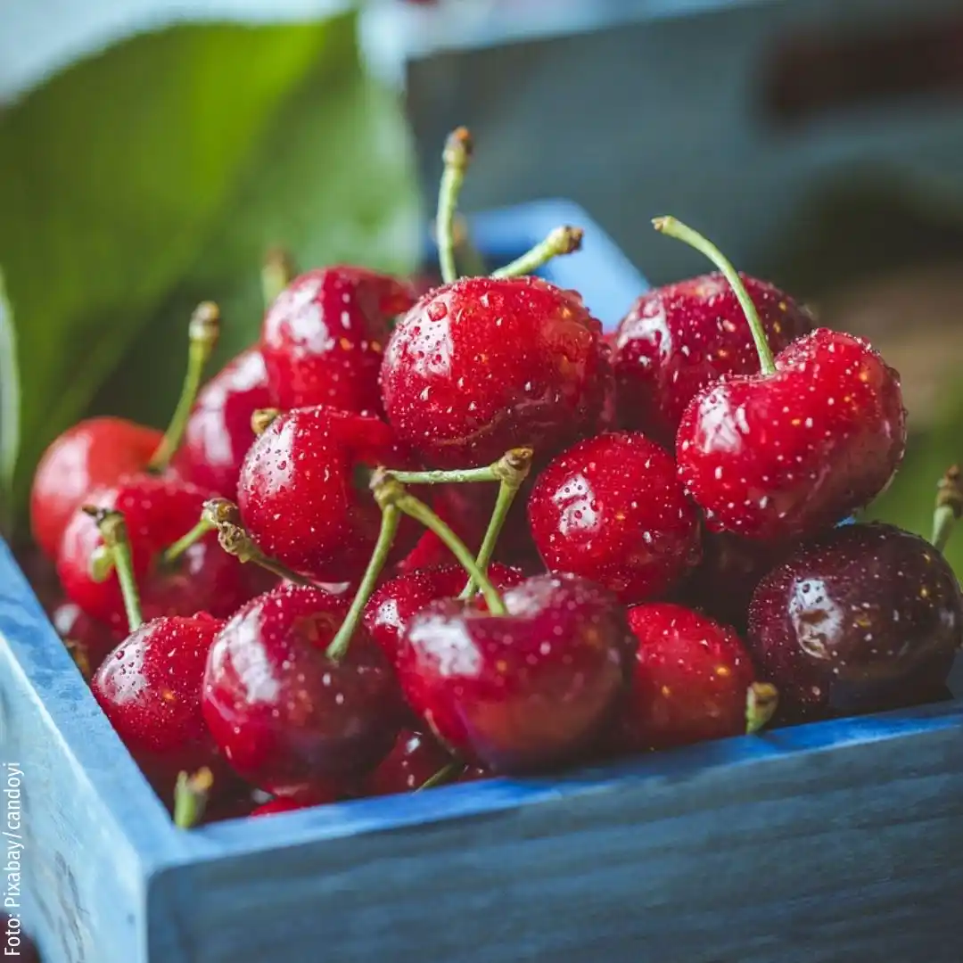 Image from Mein schöner Garten – Obst- & Gemüsegarten: Tipps & Tricks: Kirschen - süß, saftig und voller Power 🍒☀️ 💡 Süßkirschen haben etw...