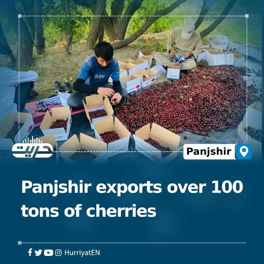 Image from Hurriyat Radio English: Panjshir exports over 100 tons of cherries  Ukraine has launched drone...