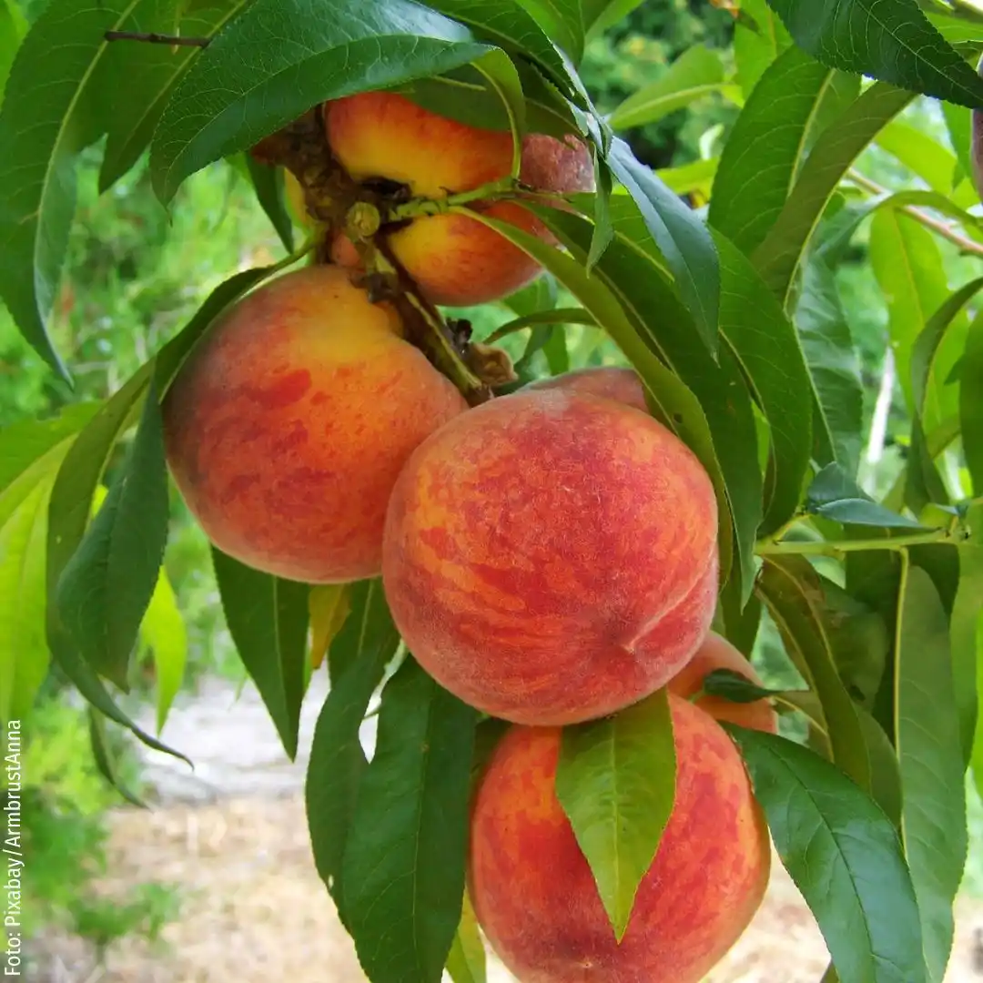 Image from Mein schöner Garten – Obst- & Gemüsegarten: Tipps & Tricks: Pfirsiche - süß, saftig und gesund! 🍑😋 💡 Mit nur 39 Kalorien pro 1...