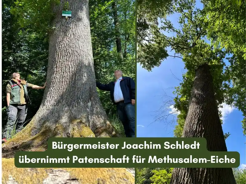 Image from Gemeinde Münster Hessen: +++Bürgermeister Joachim Schledt übernimmt Patenschaft für Methusalemb...