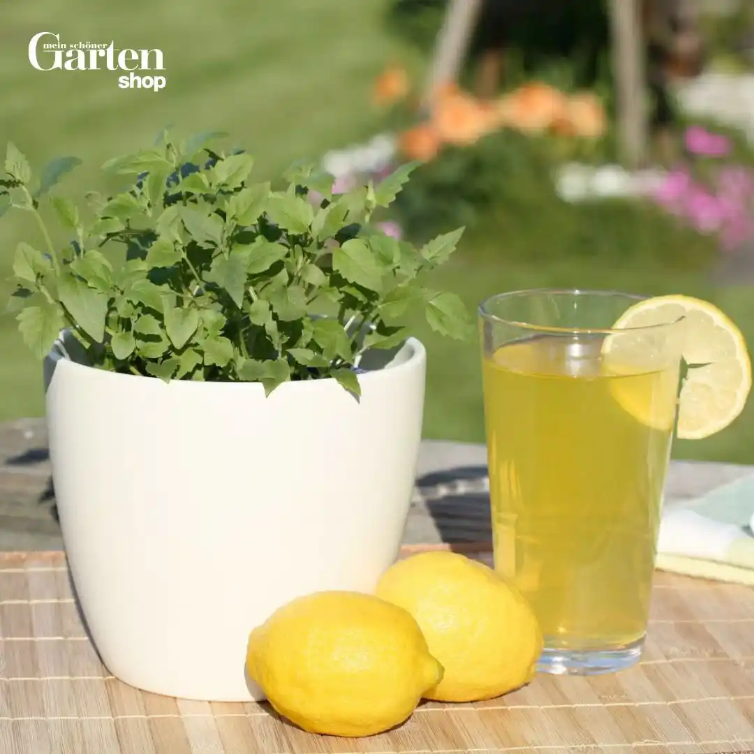 Image from Mein schöner Garten – Obst- & Gemüsegarten: Tipps & Tricks: 🌿 Schon mal was von Käsekraut oder Gyroskraut gehört? Noch nicht? Dan...