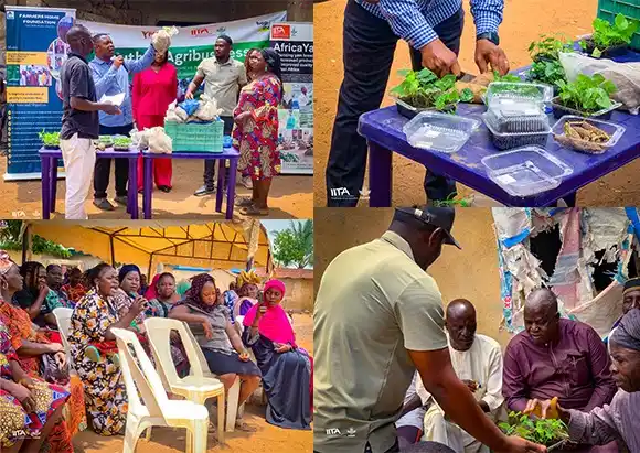 Image from IITA: Yam seed multiplication is a smart entry point for farmers, especially...