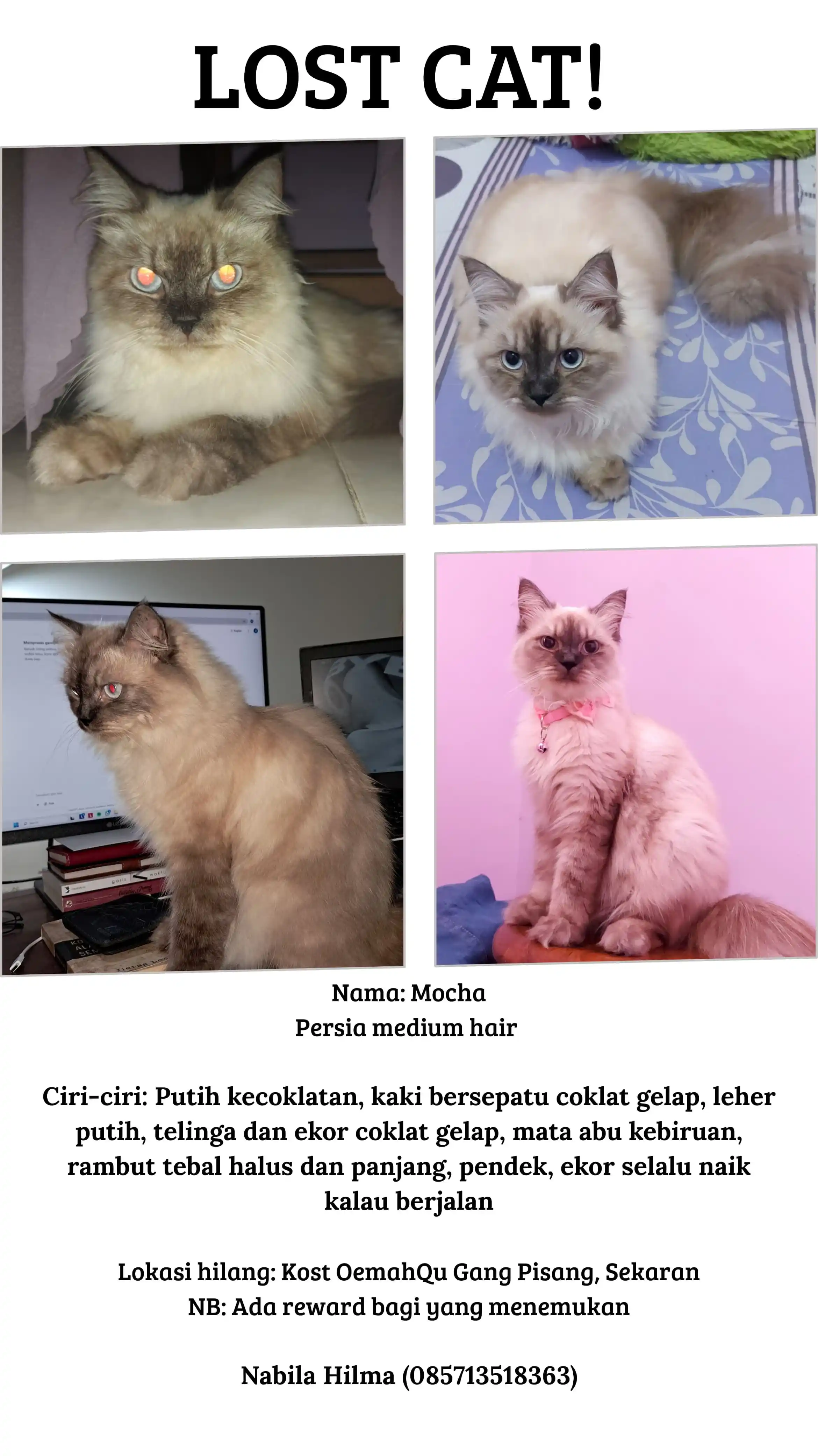 Image from DINIFESS 🐚: 🚨 *KUCING HILANG! Mohon Bantuannya 🙏* 🚨 Nama: *Mocha* Umur: 1 tahu...