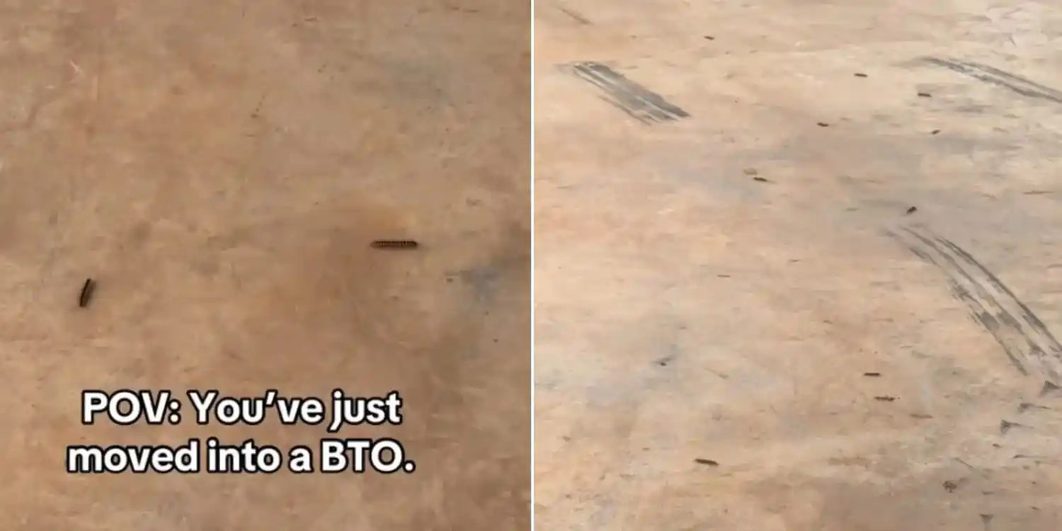 Image from MS News: *Tampines BTO resident dodges ‘landmine’ of millipedes in lobby, netiz...