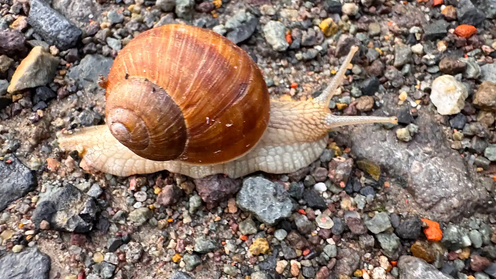 Image from Unser Havelland: *Es regnet in Falkensee. Wer zeigt sich? Eine Weinbergschnecke* 🐌🐌🐌...