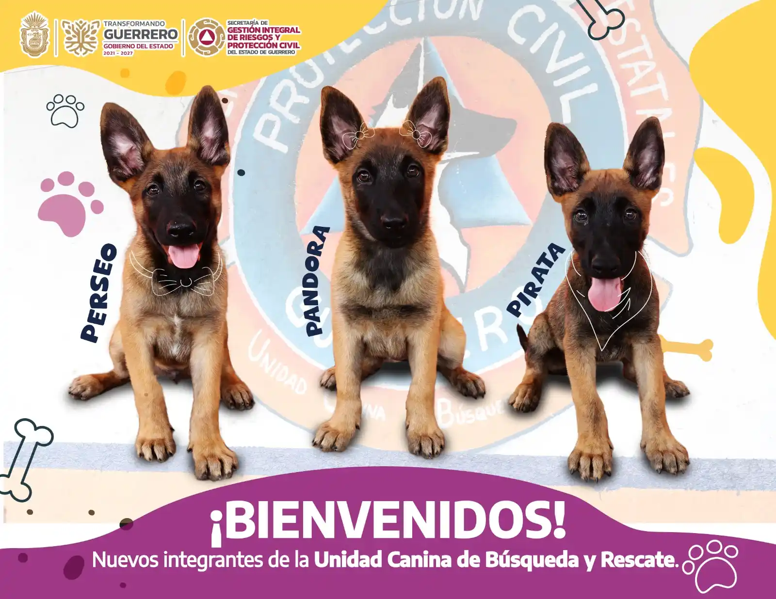 Image from Protección Civil Guerrero: 👏Gracias a tu apoyo, los nuevos integrantes de la *Unidad Canina de B...