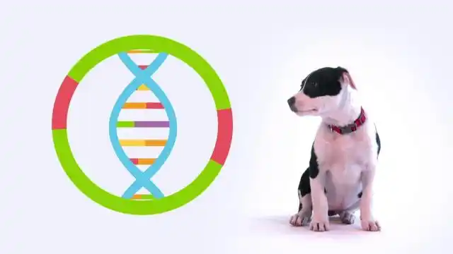 Image from Città di Orbassano: 🚮Raccolta DNA canino contro l'abbandono delle deiezioni 🦮L’abbando...